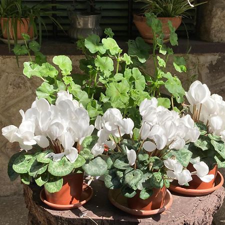 Tencarola B & B エクステリア 写真